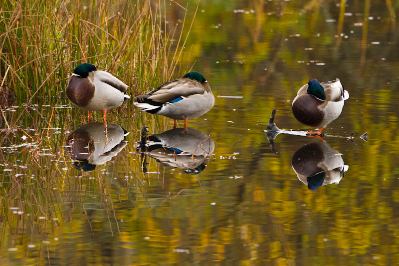 Mallards Reflected In Pond